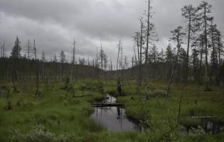 Захист від рф: Фінляндія та Польща думають над відновленням боліт