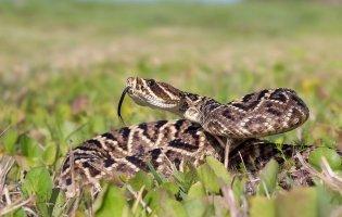 Чому у вересні змії активніші та чи можна горілкою врятуватися від їхньої отрути