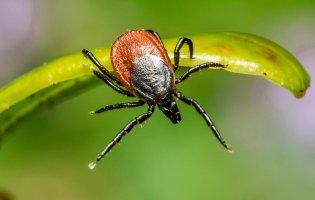 На Волині побільшало випадків кліщового вірусного енцефаліту