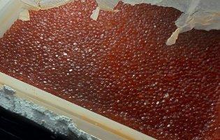 Через «Устилуг» хотіли провезти майже центнер російської червоної ікри та крабового м’яса