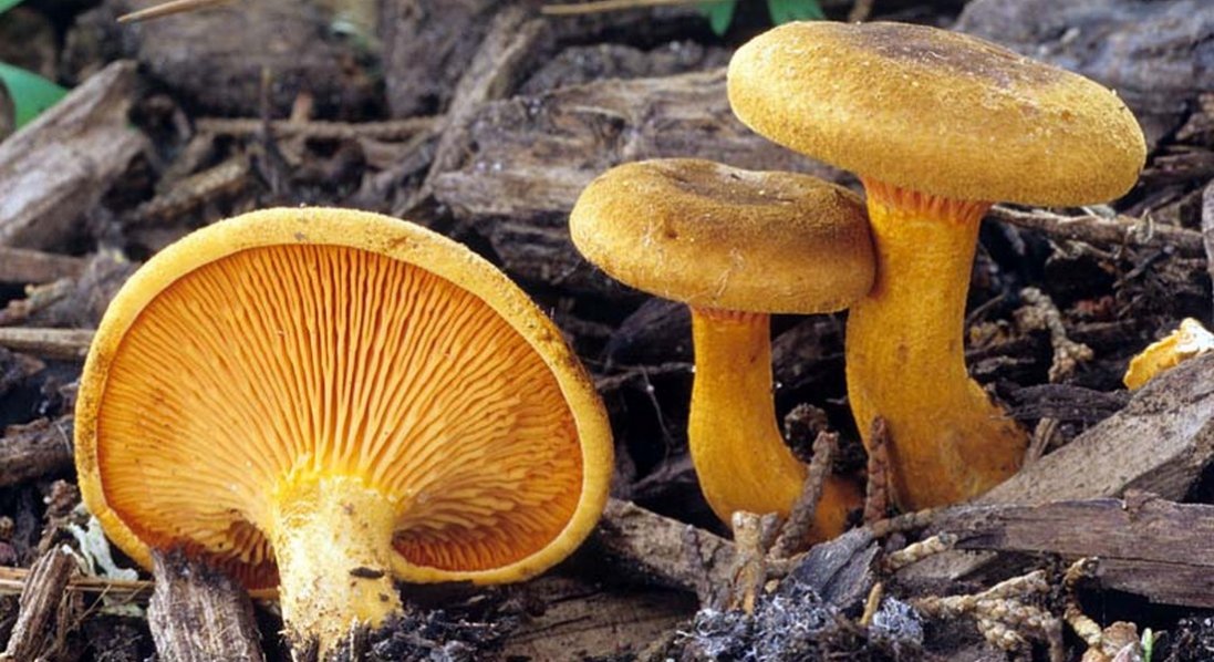 У наших лісах є гриби­-двійники: як не з’їсти отрути?