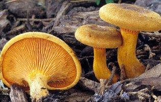 У наших лісах є гриби­-двійники: як не з’їсти отрути?