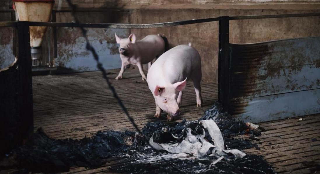 На Харківщині росіяни обстріляли ферму й вбили 13 000 свиней