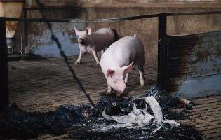 На Харківщині росіяни обстріляли ферму й вбили 13 000 свиней