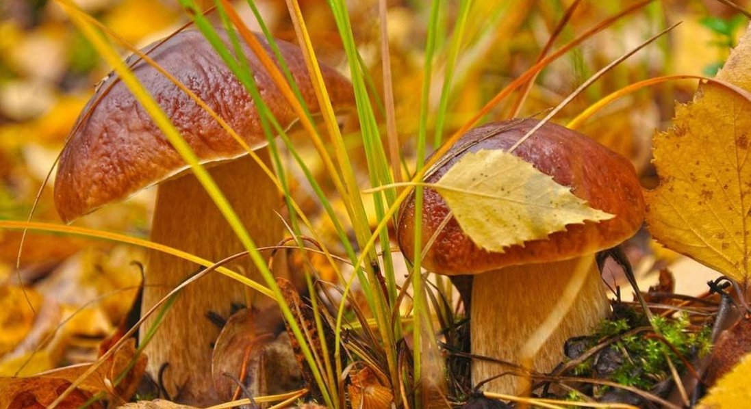 На Волині дитина отруїлася грибами