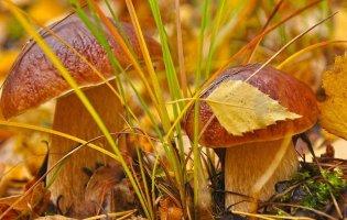 На Волині дитина отруїлася грибами