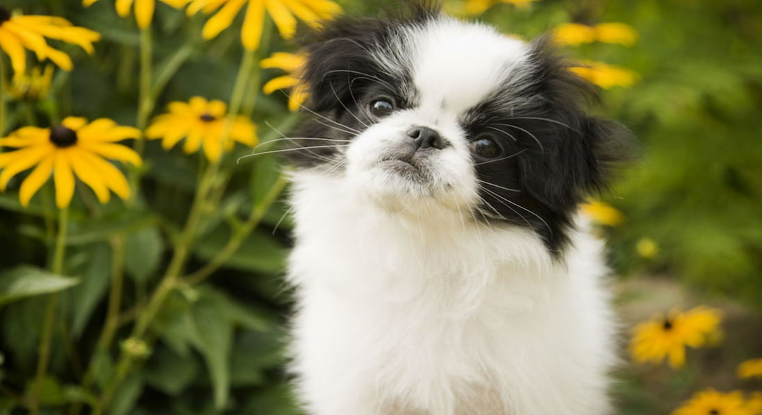 У Польщі заборонили тримати собак на ланцюгу