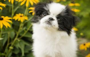 У Польщі заборонили тримати собак на ланцюгу