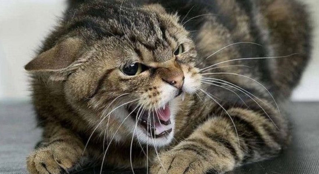 У селі на Волині – карантин через скаженого кота