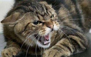 У селі на Волині – карантин через скаженого кота