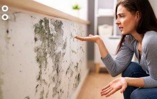Чому на стінах утворюється пліснява та чим вона небезпечна
