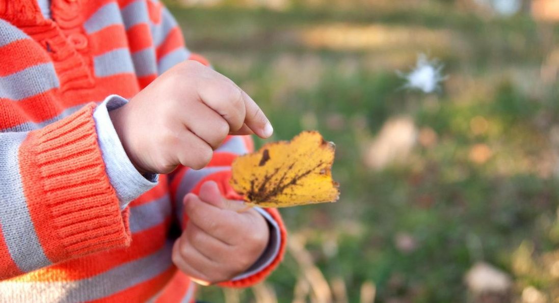 У Луцьку відбудеться незвичайна осіння акція для дітей: акула обмінюватиме листя на квіти та смаколики
