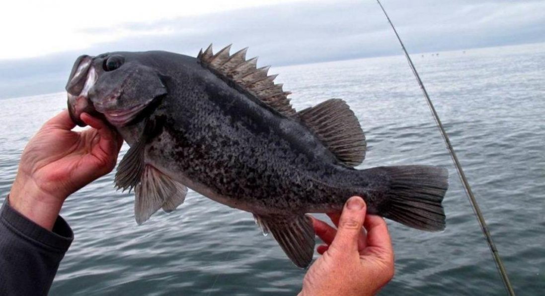 У Чорному морі – не бачені тут колись істоти!