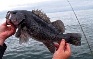 У Чорному морі – не бачені тут колись істоти!