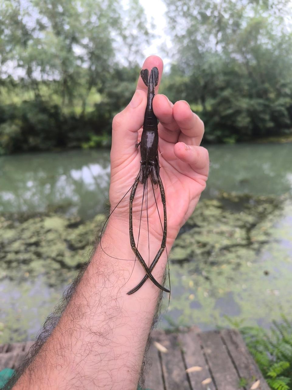 Японська річкова креветка