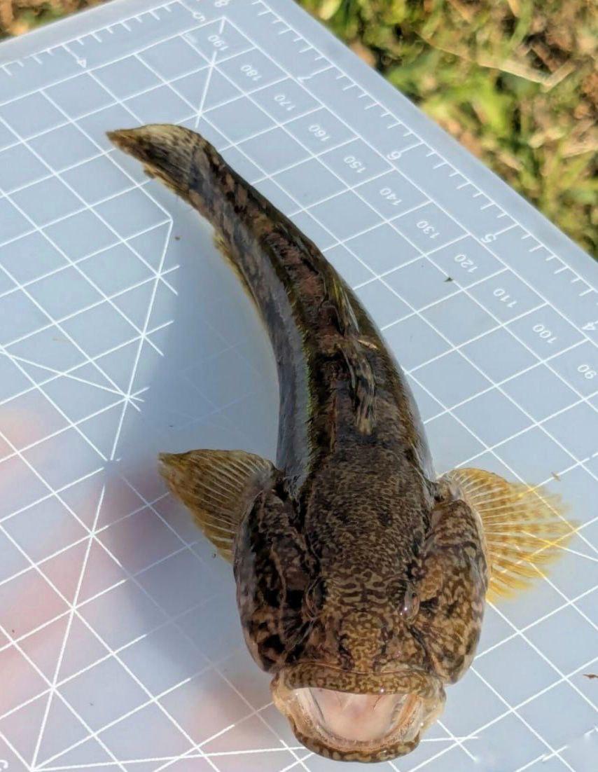 Бичок-кругляк: фото Інституту морської біології НАН