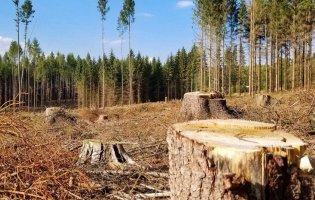 Двоє волинян незаконно нарубали дерев на понад 270 тисяч