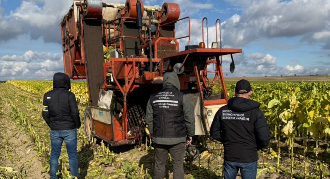 Фермери на Волині підпільно вирощували тютюн у промислових масштабах