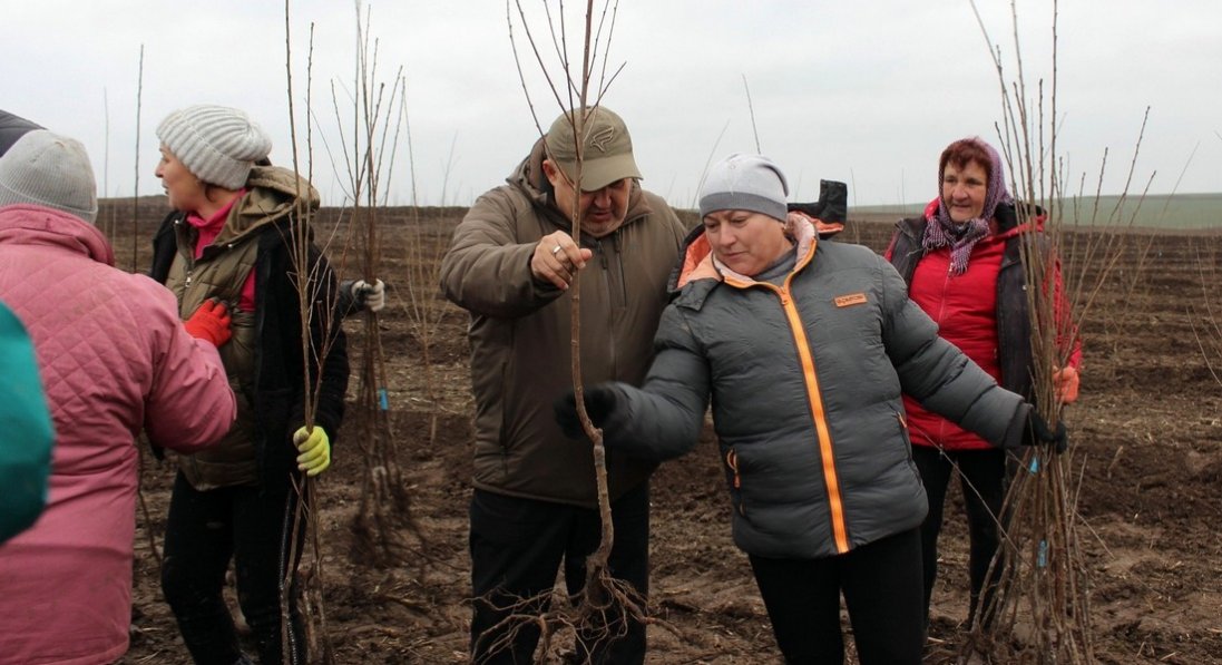 На Волині заклали найбільший вишневий сад в області: перший врожай чекають через 3 роки