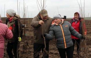 На Волині заклали найбільший вишневий сад в області: перший врожай чекають через 3 роки