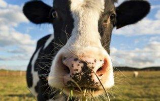 На Маневиччині у корови виявили сказ