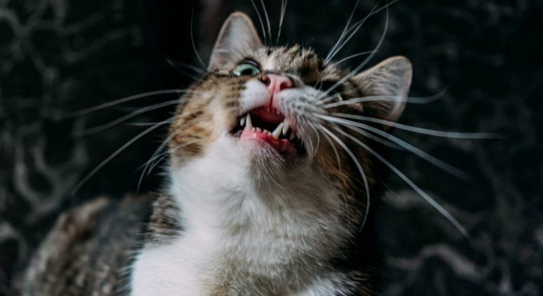 На Волині виявили новий випадок сказу