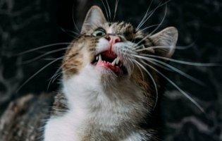 На Волині виявили новий випадок сказу