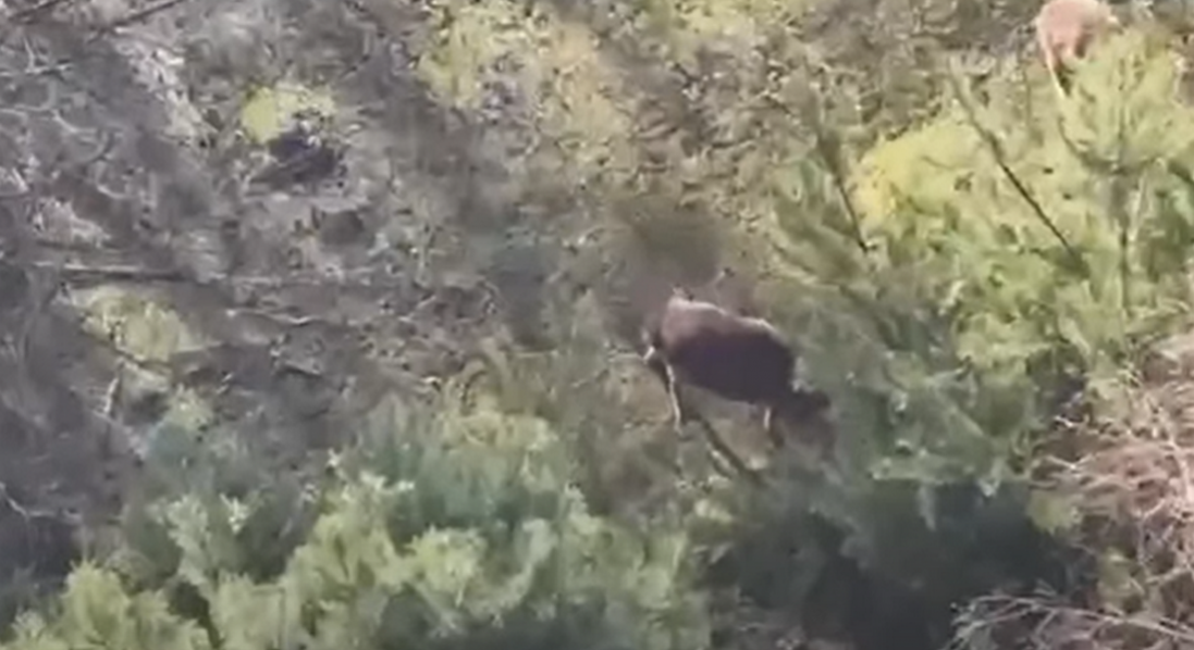 На Волині незаконно утримували оленів у вольєрі