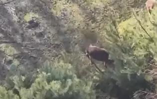 На Волині незаконно утримували оленів у вольєрі