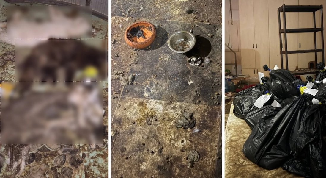 На Київщині знайшли понад 50 мертвих тварин, яких віддали на перетримку