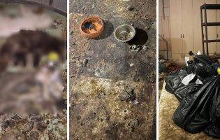 На Київщині знайшли понад 50 мертвих тварин, яких віддали на перетримку