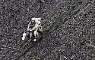 росіяни почали ходити у штурми на конях