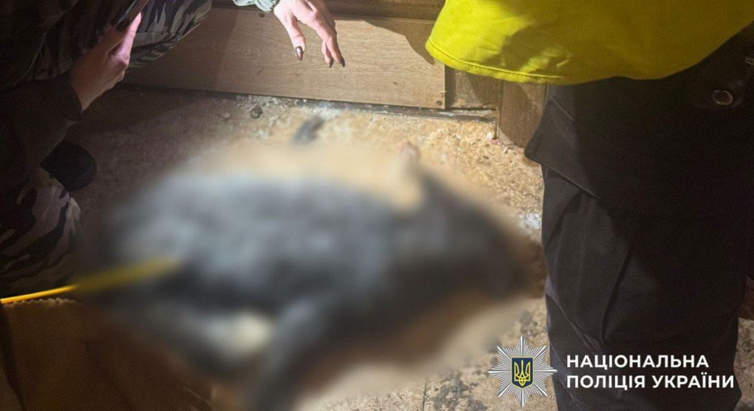 Киянка утримувала у квартирі лисицю та вовка, який покусав її, - поліція