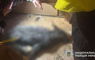 Киянка утримувала у квартирі лисицю та вовка, який покусав її, - поліція