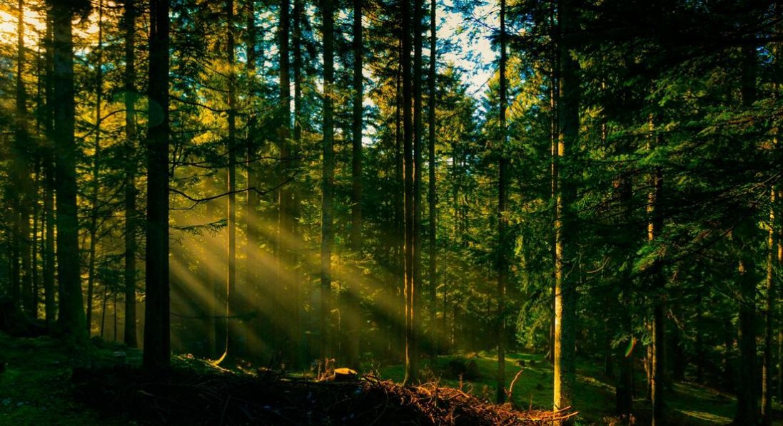 У лісі на Волині знайшли труп жінки