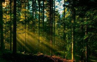 У лісі на Волині знайшли труп жінки