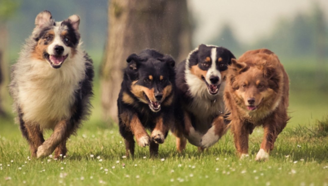 Які породи собак є більш активними?