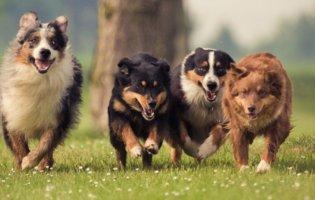 Які породи собак є більш активними?