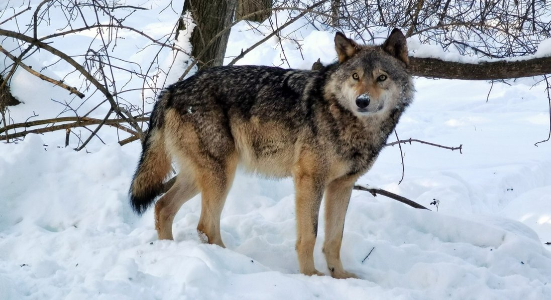 У Луцькому районі вовки пошматували собак