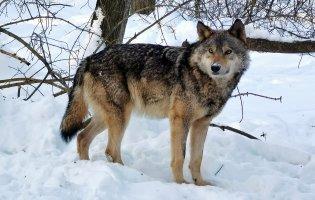 У Луцькому районі вовки пошматували собак