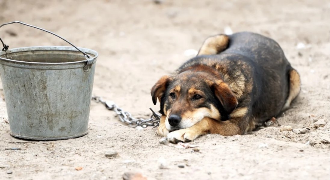 В Україні посилюють захист тварин: що відомо