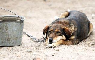 В Україні посилюють захист тварин: що відомо