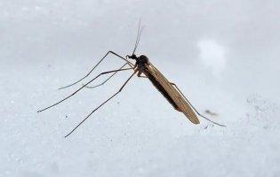 На Волині помітили аномальних «зимових комарів»
