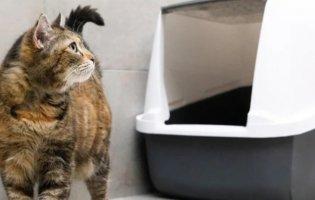 Глисти у котів: як вчасно розпізнати проблему