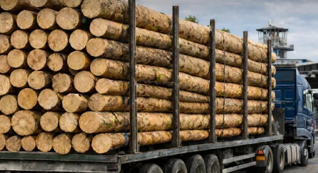 Незаконний експорт 30 кубів лісу: на Волині судитимуть підприємця