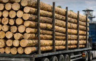 Незаконний експорт 30 кубів лісу: на Волині судитимуть підприємця