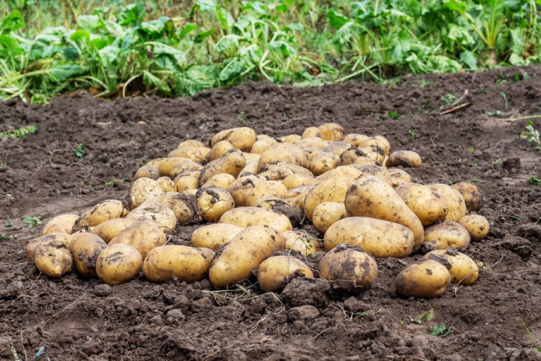 Де купити насіннєву картоплю високої якості