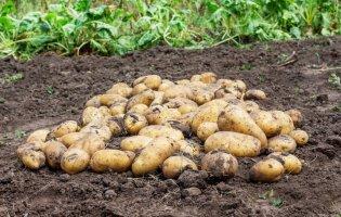 Де купити насіннєву картоплю високої якості