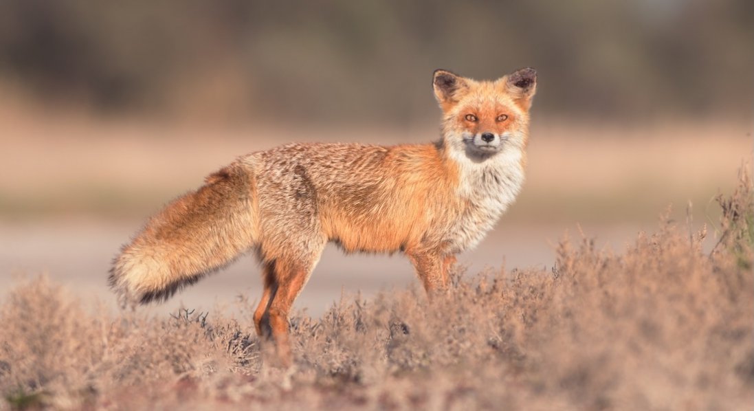 На Волині у лисиць виявили трихінельоз