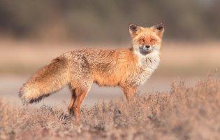 На Волині у лисиць виявили трихінельоз